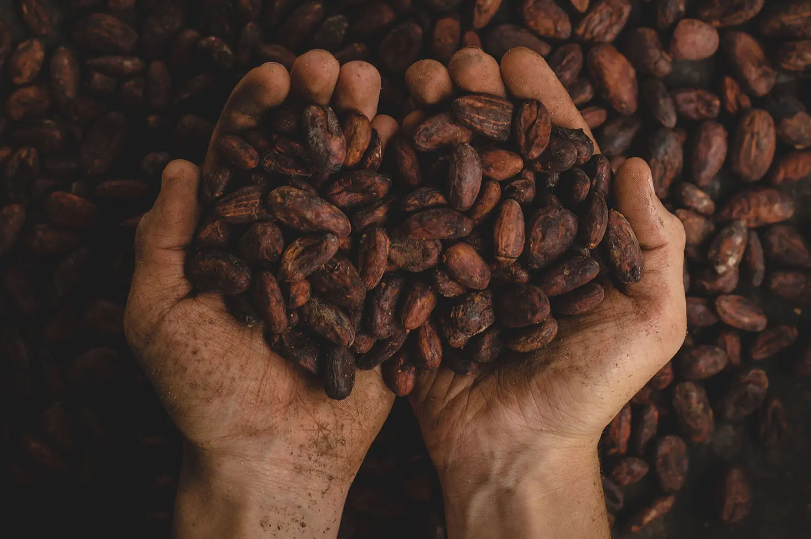Organic cocoa beans carefully held in hands, representing the stability and high quality of Organic Pleasure Foods