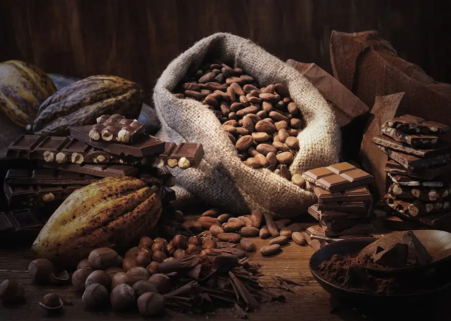 Assortment of organic cocoa products from Costa Rica – cocoa beans, nibs, powder, butter, and chocolate