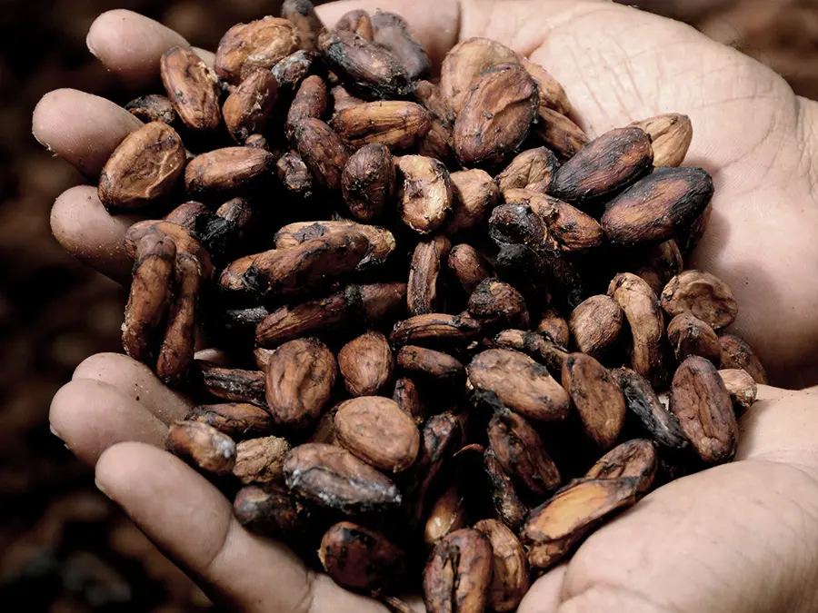 Hands holding organic cocoa beans grown in Costa Rica – symbol of quality and sustainability