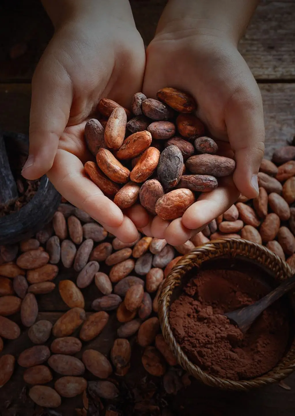 Fermented cocoa beans ready for export – sustainable sourcing from Central America