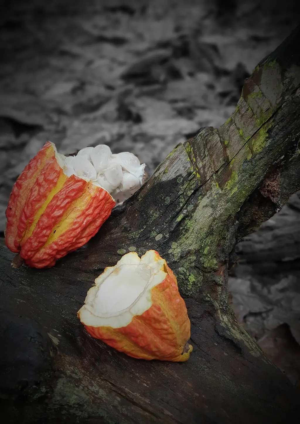 Healthy unroasted cacao beans rich in antioxidants and natural nutrients