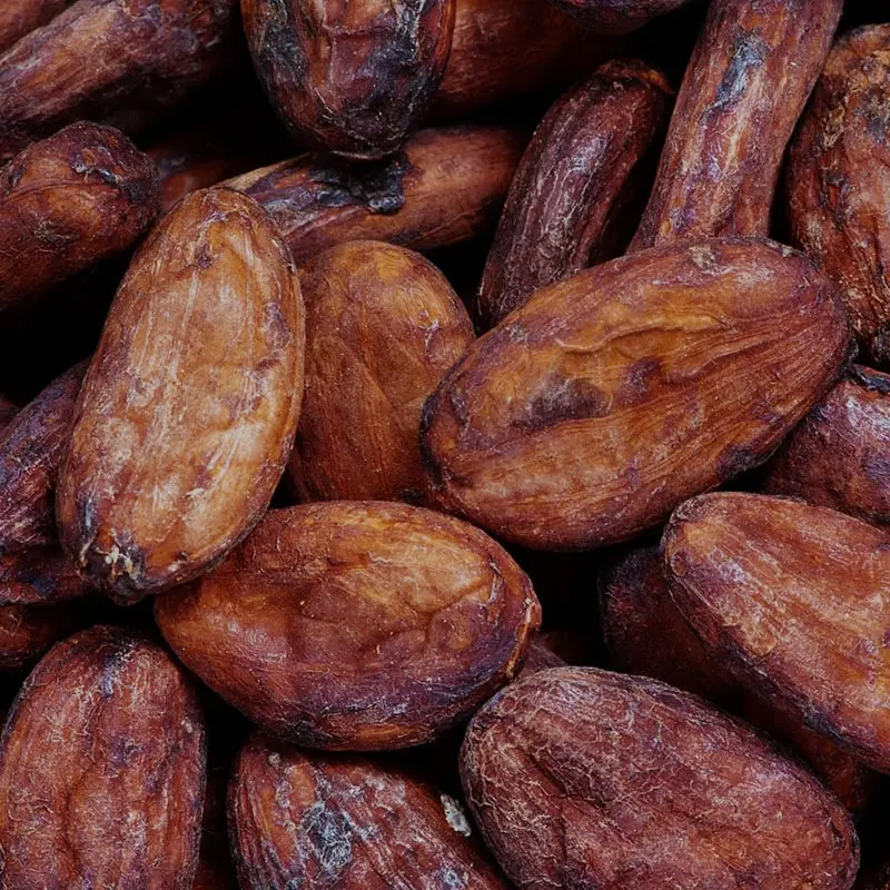 Organic cocoa beans from Costa Rica – sustainably harvested and naturally fermented