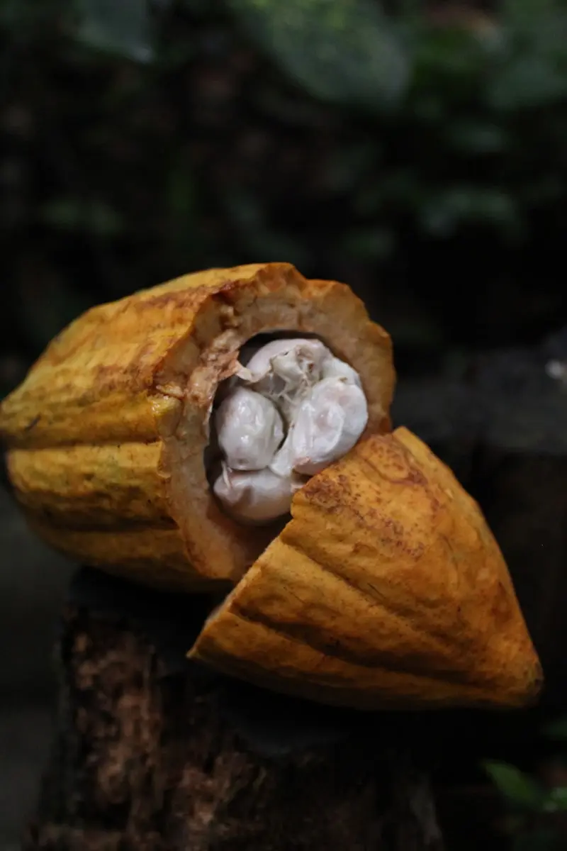 Organic cocoa bean close-up – symbol of Costa Rican purity and premium chocolate production