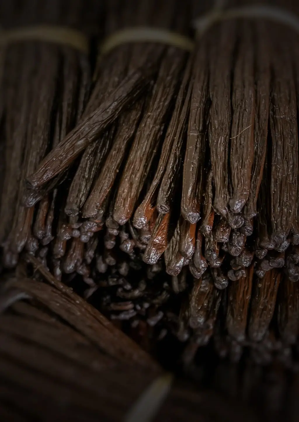 Premium organic vanilla beans used for ice cream and chocolate production